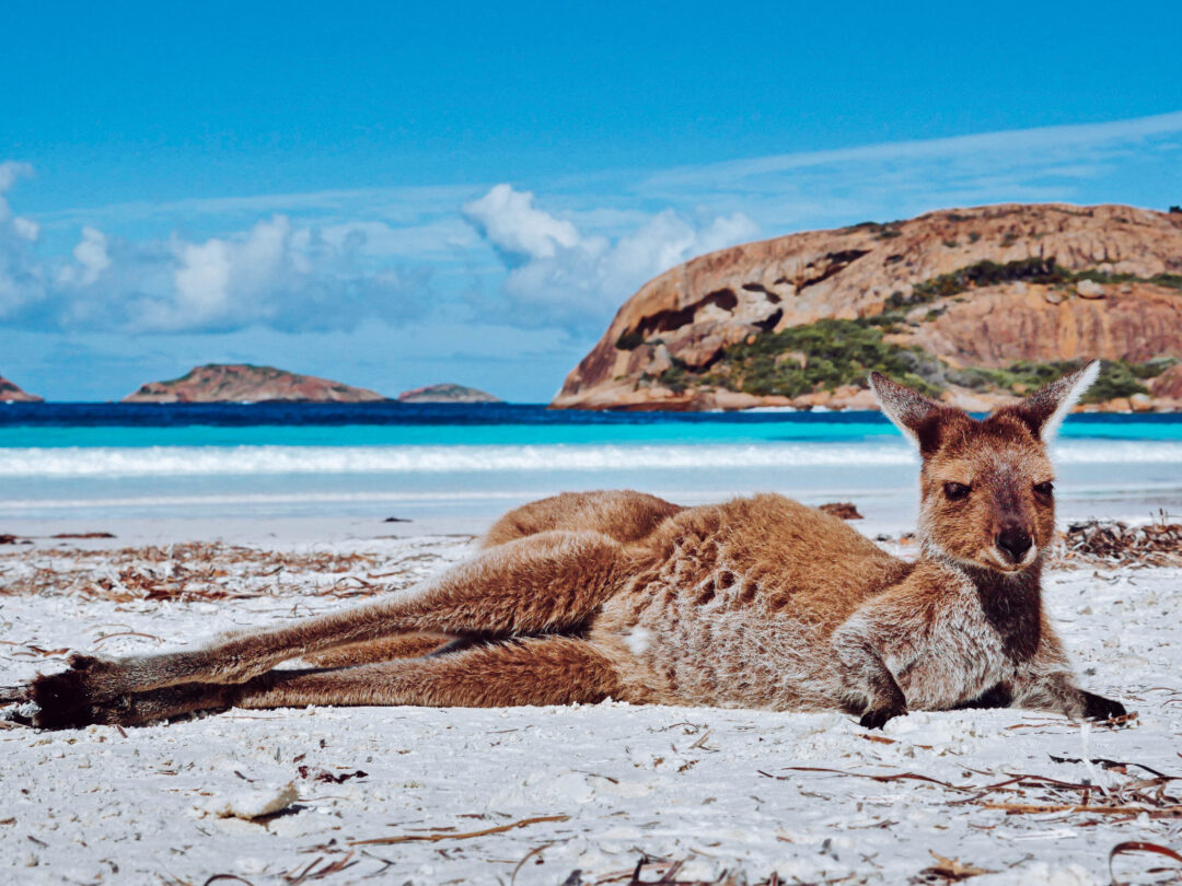 lucky-bay-kangaroo-trip-in-a-van