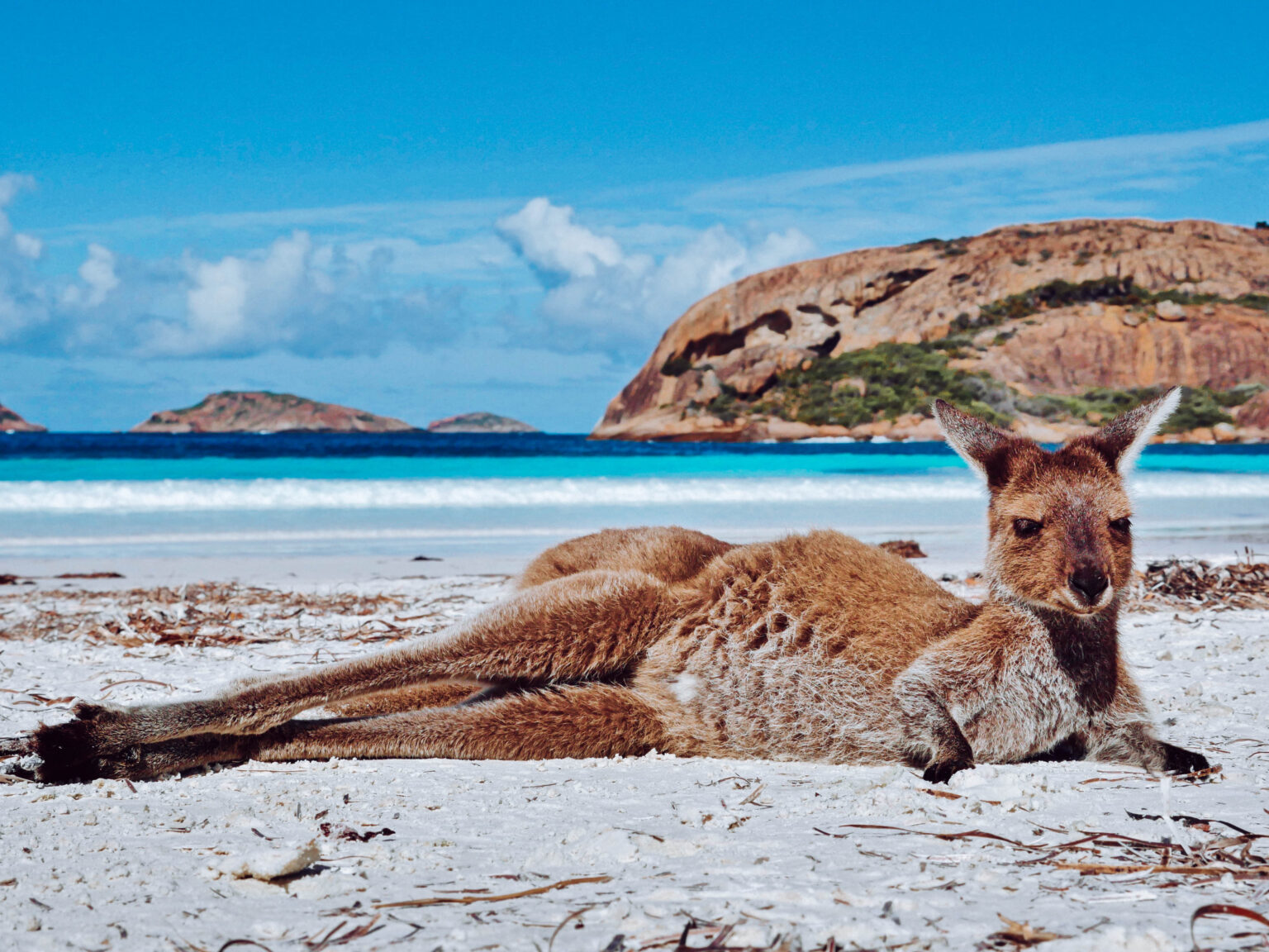 Lucky Bay Kangaroo Trip In A Van lucky-bay-kangaroo-trip-in-a-van